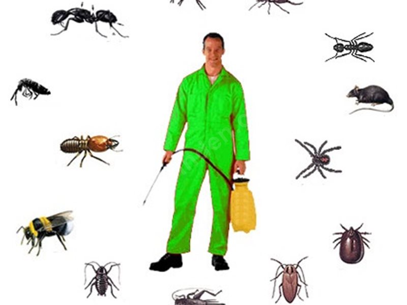Söğüt Böcek İlaçlama